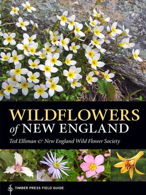 Wildflowers of New England - ebook